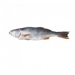 Corvina Fresca Entera | Venta por Kilo | Pescado Fresco | Tranmar