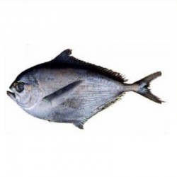 Reineta Fresca Entera | Venta por Kilo | Pescado Fresco | Tranmar