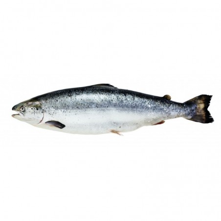 Salmón Entero Fresco Atlántico | Venta Mayorista desde 15 Kg