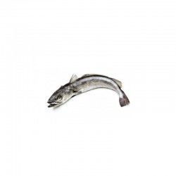 Merluza Fresca Entera | Venta por Kilo | Pescado Fresco | Tranmar