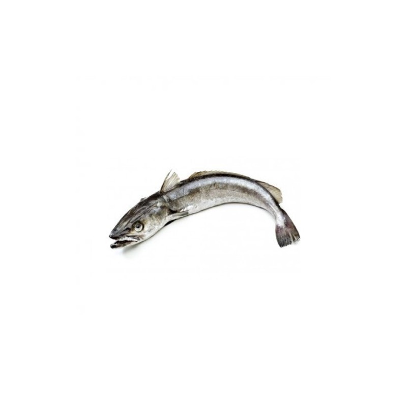 Merluza Fresca Entera | Venta por Kilo | Pescado Fresco | Tranmar