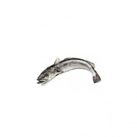 Merluza Fresca Entera | Venta por Kilo | Pescado Fresco | Tranmar