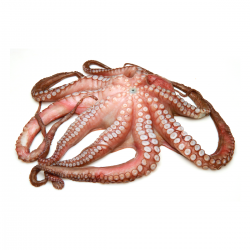 Pulpo del Norte Calibre 1–2 kg | Venta Mayorista desde 10 Kg